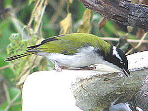 White-throated Honeyeater