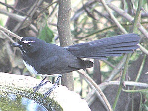 Willie Wagtail