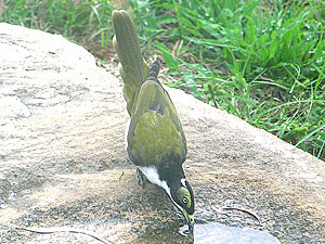 Immature Blue-faced Honeyeater