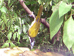 Adult Blue-faced Honeyeater