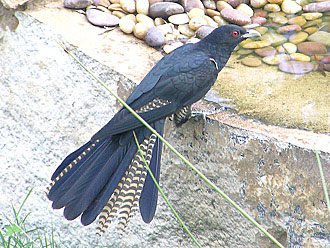 Common Koel - male