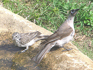 Striped Honeyeater and Little Friarbird