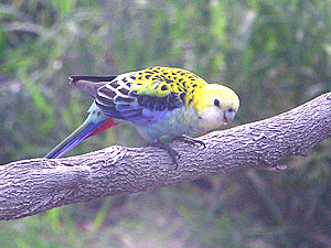 Pale-headed Rosella