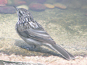 Striped Honeyeater