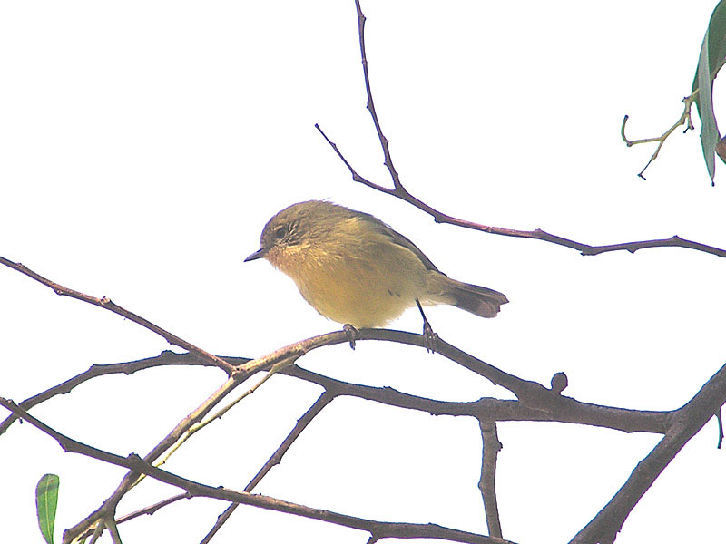 Yellow Thornbill