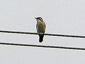 Black-eared Cuckoo