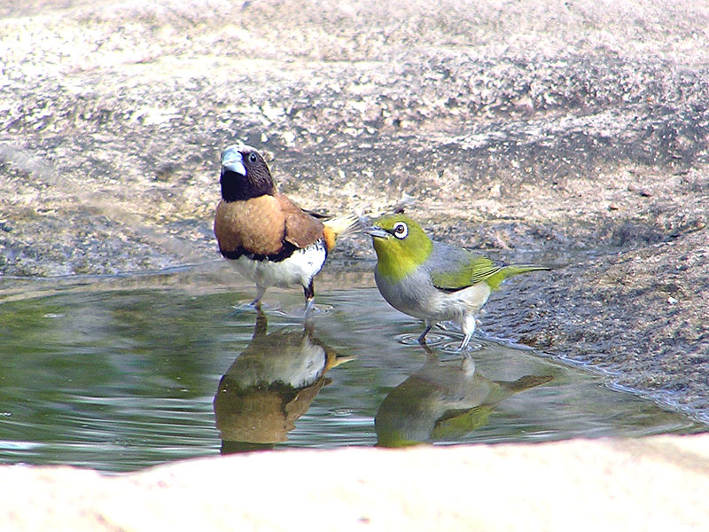 Chestnut-breasted Mannikin