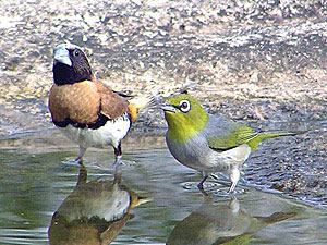 Chestnut-breasted Mannikin & Silvereye