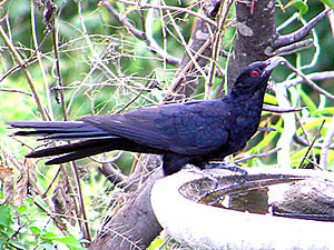 Common Koel