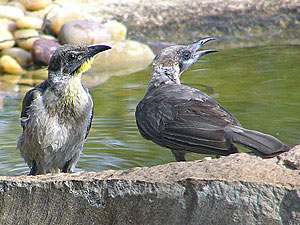 Little Friarbirds