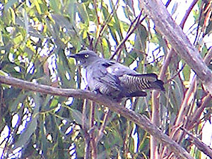 Barred Cuckoo-shrike