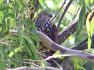 Collared Sparrowhawk