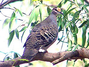 Common Bronzewing