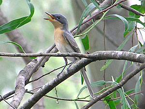 Leaden Flycatcher