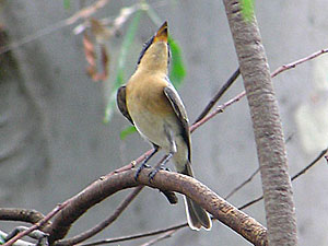 Leaden Flycatcher