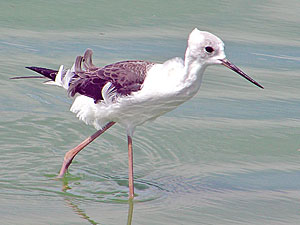 Black-winged Stilt