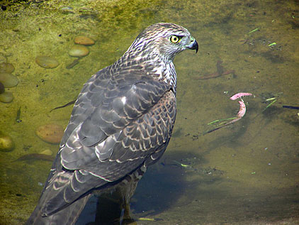 Brown Goshawk