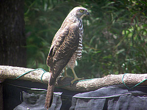 Brown Goshawk