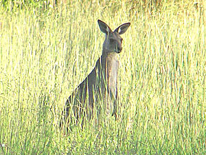 Eastern Grey Kangaroo