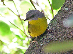 Eastern Yellow Robin