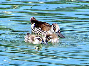 Pink-eared Duck