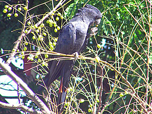 Red-tailed Black Cockatoo