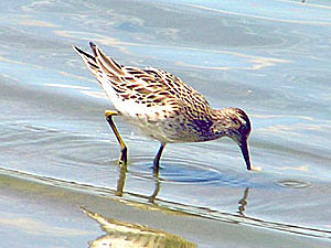 Sharp-tailed Sandpiper