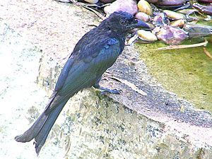 Spangled Drongo