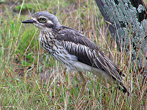 Bush Stone-curlew