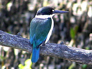 Collared Kingfisher