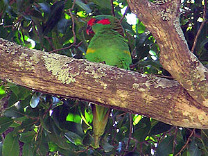 Musk Lorikeet