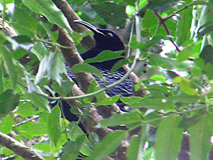 Paradise Riflebird