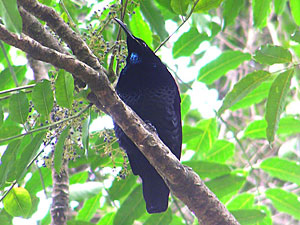 Paradise Riflebird