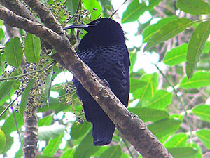 Paradise Riflebird