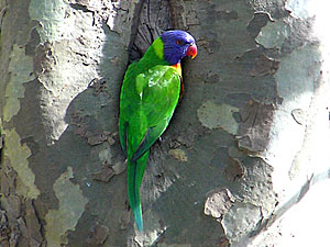 Rainbow Lorikeet