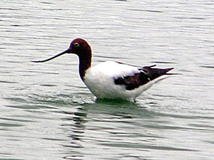 Red-necked Avocet