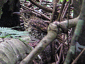 Russet-tailed Thrush