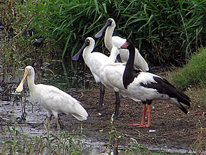 Yellow-billed Spoonbill, Royal Spoonbills & Magpie Goose