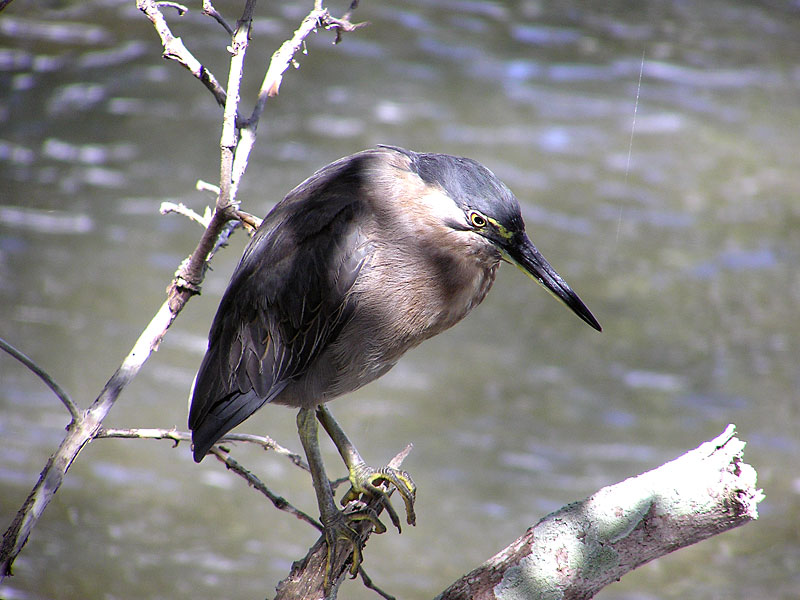 Striated Heron