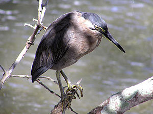 Striated Heron