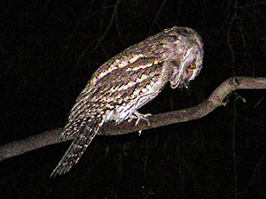 Tawny Frogmouth