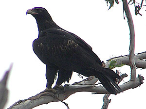 Wedge-tailed Eagle