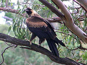 Wedge-tailed Eagle