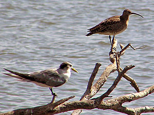 Crested Tern & Whimbrel