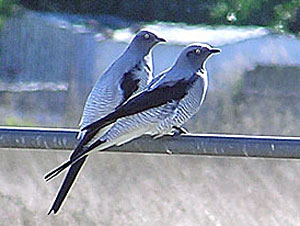 Ground Cuckoo-shrikes