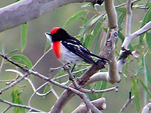 Red-capped Robin