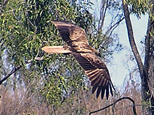 Whistling Kite