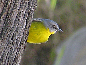 Eastern Yellow Robin