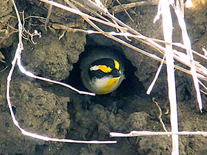 Striated Pardalote