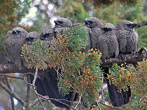 Apostlebirds